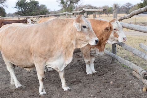 zimbra calf